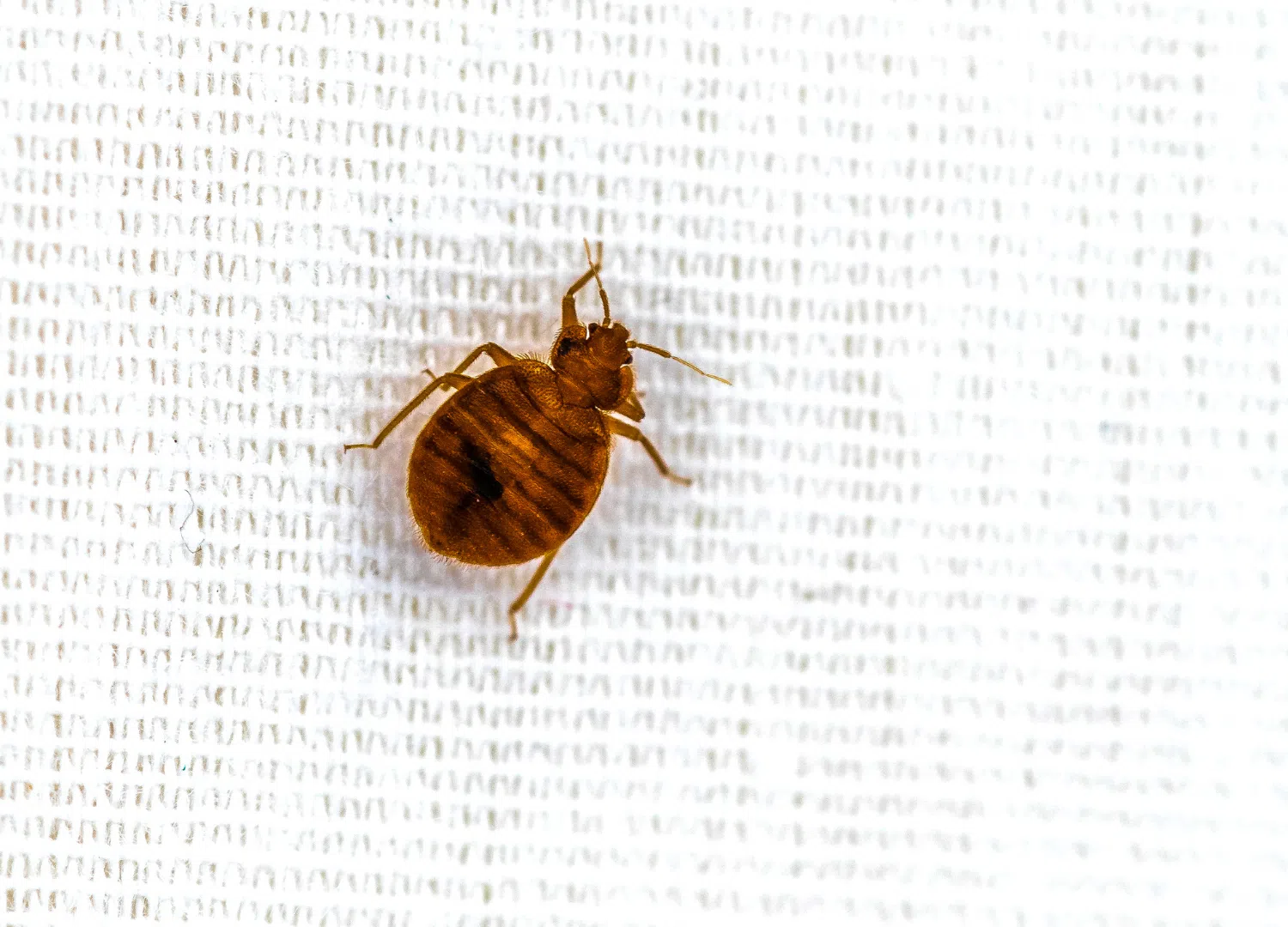 Bed Bugs Bed Bugs