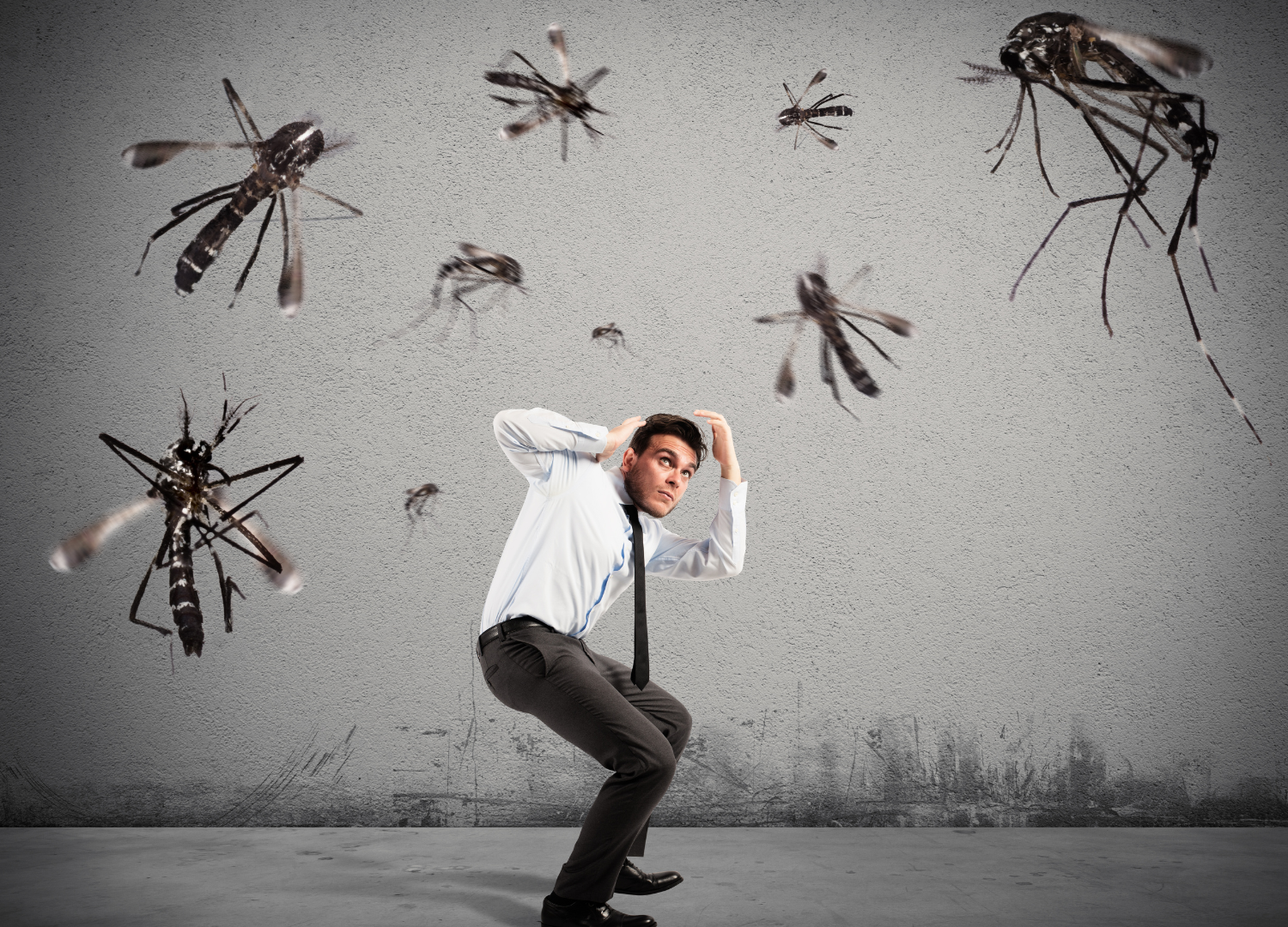 Mosquitoes Mosquitoes