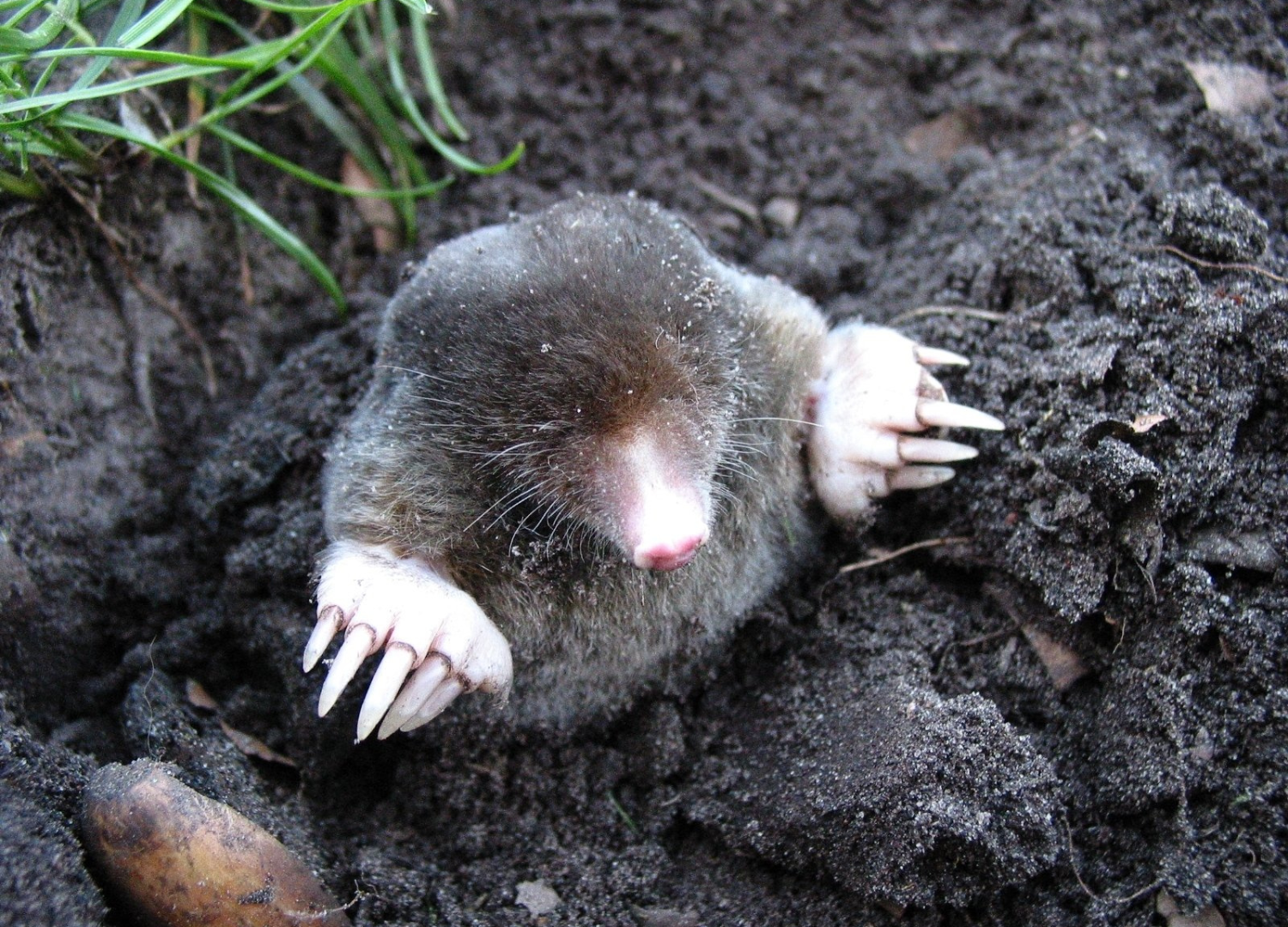 local mole control (1) local mole control (1)